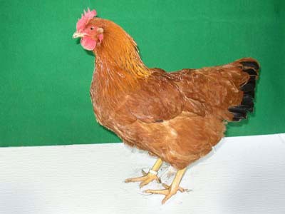 KALIMERO 